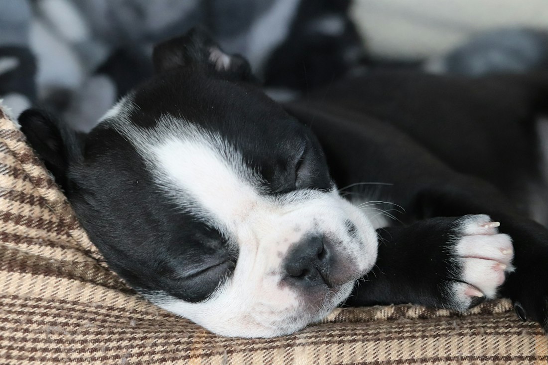 Cão descansando