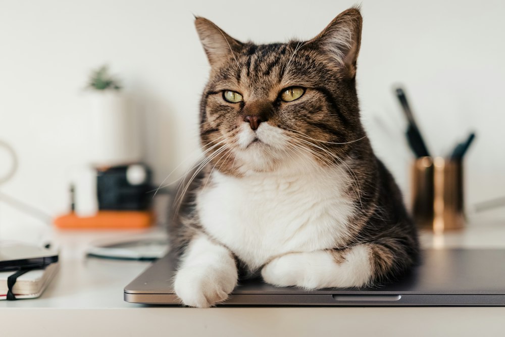 Gato no consultório