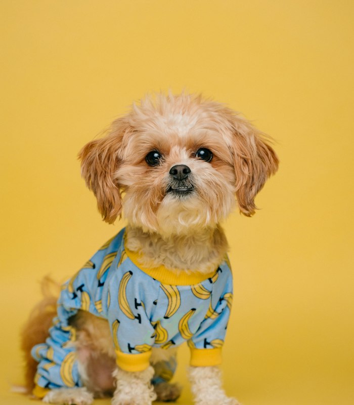 Cachorrinho de camisa