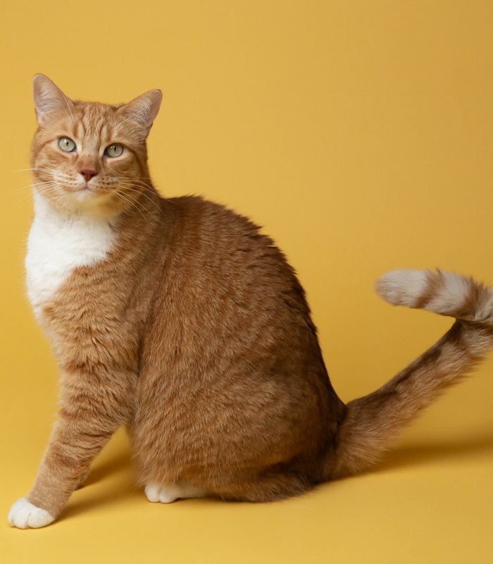 Gato laranja