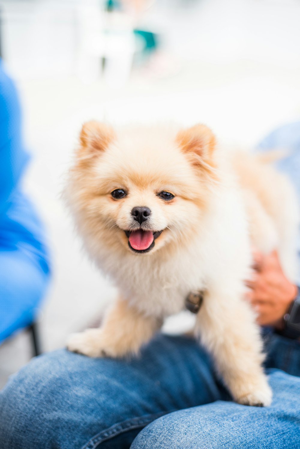 Lulu da Pomerânia feliz